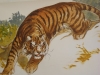 2012 - Solli&egrave;s-Ville - grand dessin du tigre mena&ccedil;ant